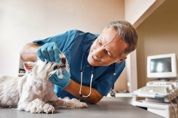 Best Emergency Root Canal Treatment in Montura, FL